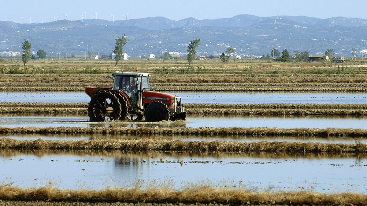 Campo de arroz en el delta del Ebro