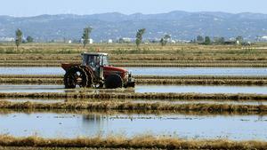 Campo de arroz en el delta del Ebro.
