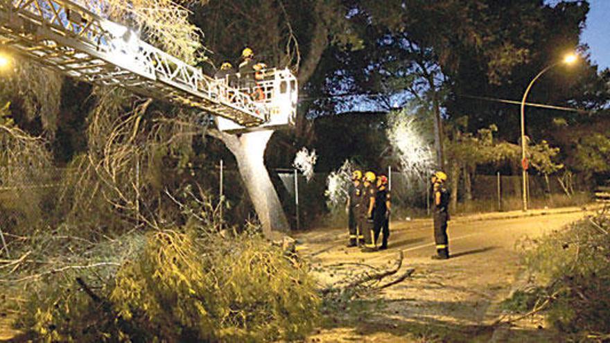 El pino que cayó en la salida de Cala Major a la autopista.