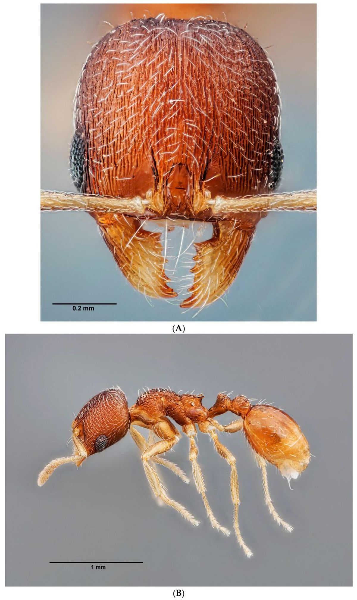 La otra especie recién descubierta