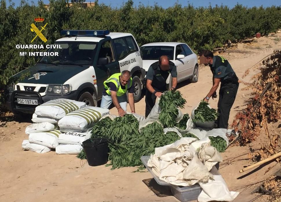 La Guardia Civil desmantela una plantación con más de 2.000 plantas de marihuana en Ulea