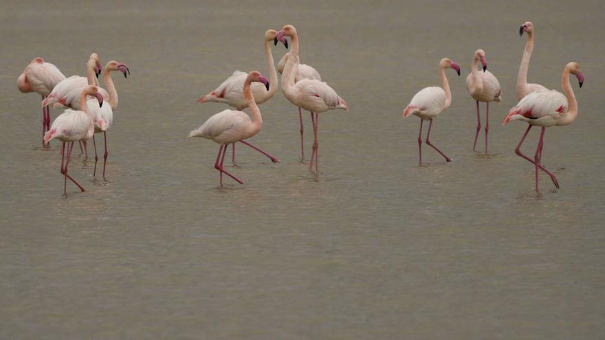 Las lluvias llenan a la laguna de Tíscar en el sur de Córdoba de flamencos rosas y avefrías