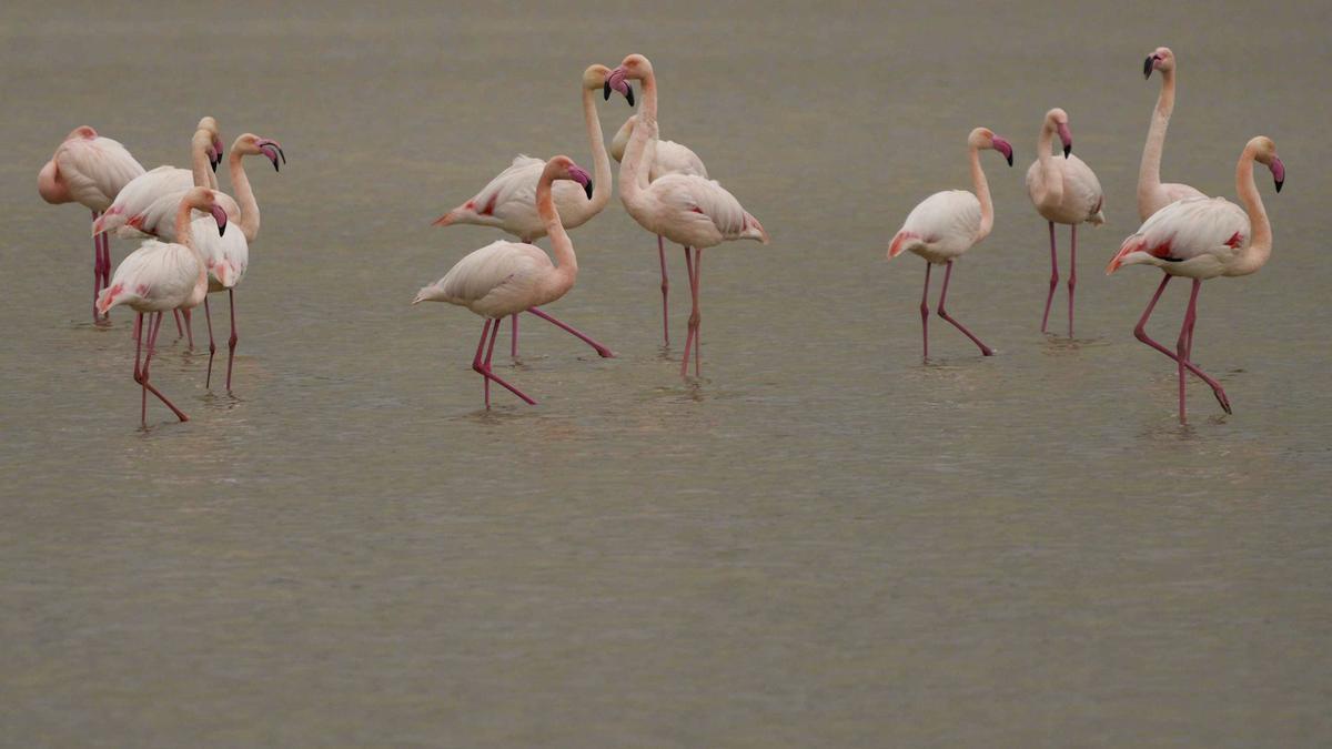 Las lluvias llenan a la laguna de Tíscar de flamencos rosas y avefrías.