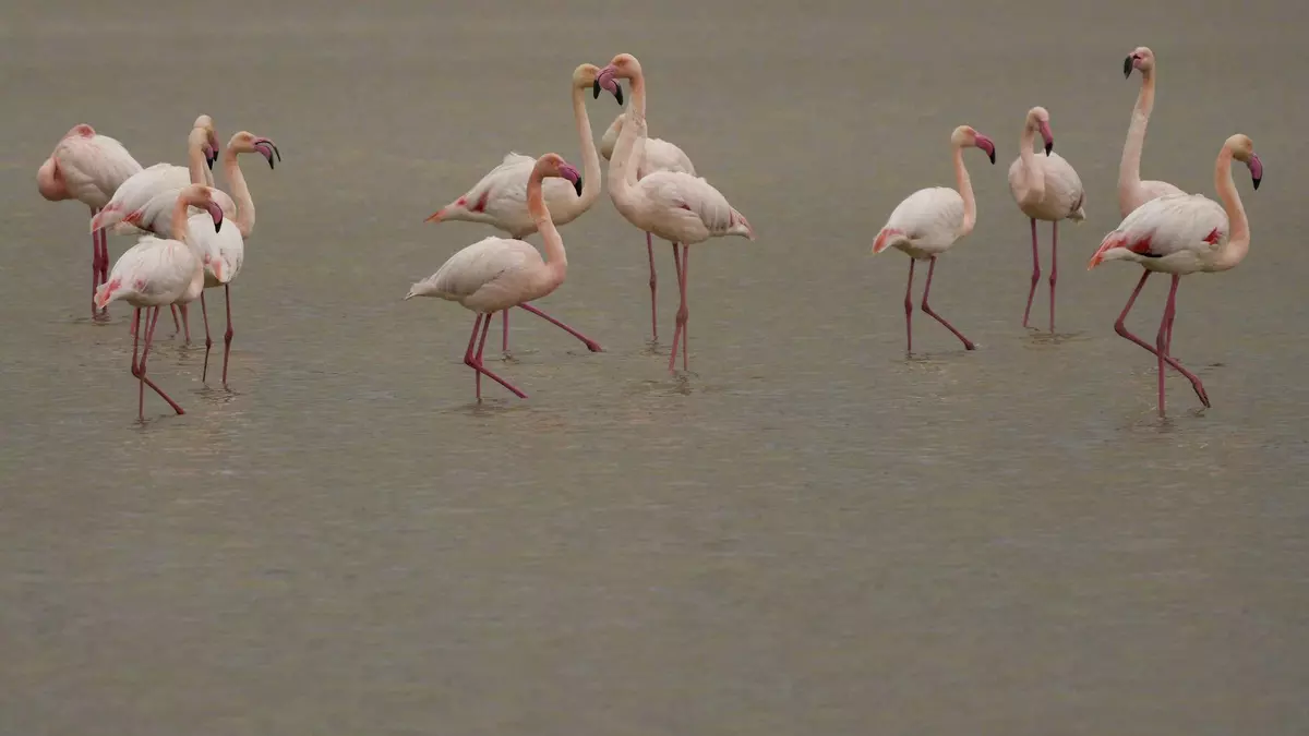 Las lluvias llenan a la laguna de Tíscar en el sur de Córdoba de flamencos rosas y avefrías