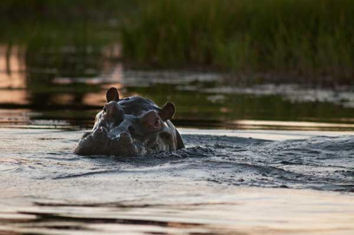 Un hipopótamo en el delta del Okavango.