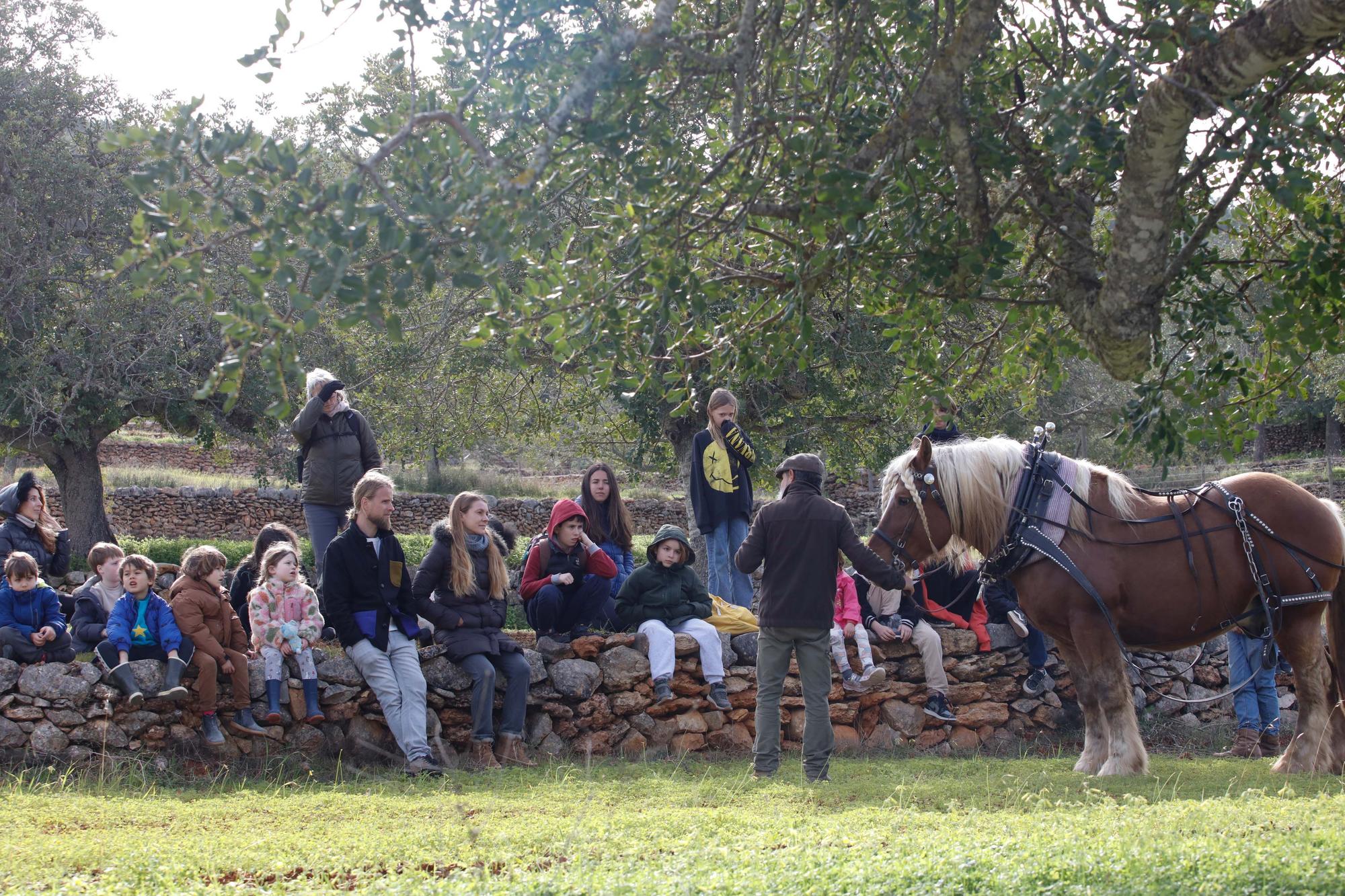 Galería de imágenes de la 'Festa de la Sitja' de Santa Agnès