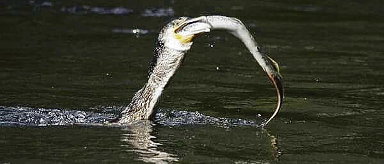 A Estrada pedirá con pescadores de Galicia y Asturias más control sobre el cormorán, que esquilma sus ríos