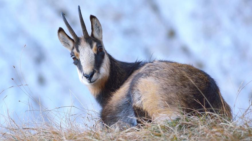 El Zoo del Pirineu habilita un nou espai per animals en semillibertat