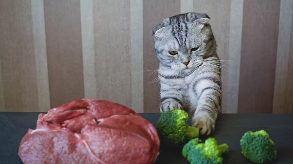 El veganismo se extiende a los gatos por parte de algunos dueños