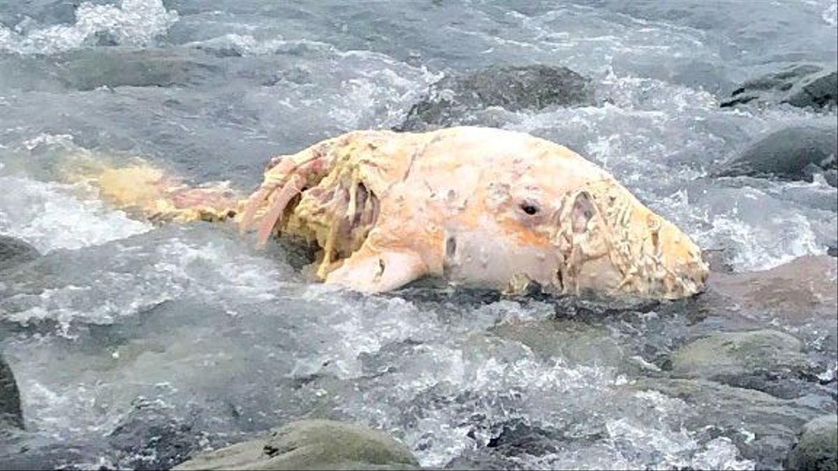 Animal muerto encontrado en la playa del Roque de Las Bodegas.