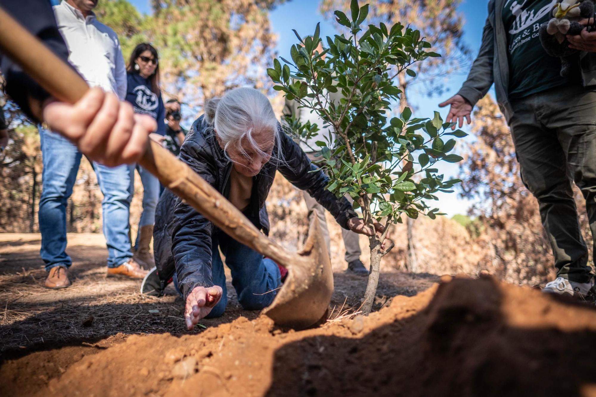 Jane Goodall visita distintos lugares en Tenerife