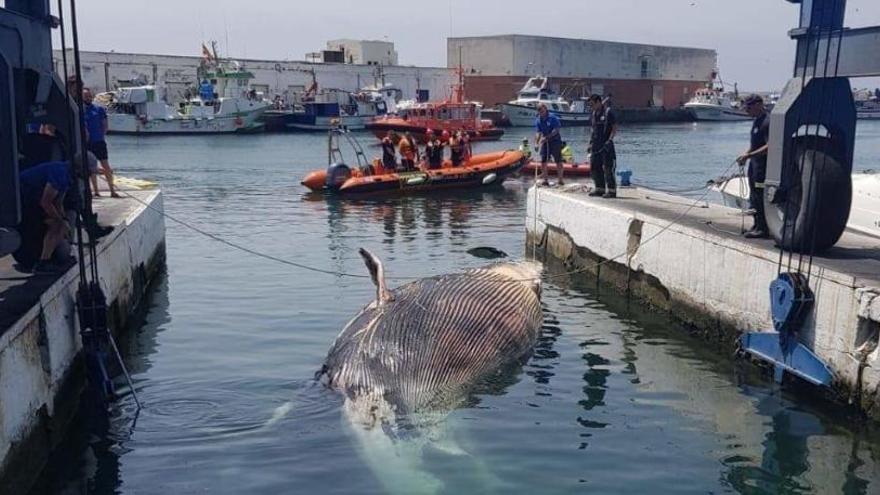 Encuentran una ballena muerta en aguas de Marbella
