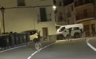 Cabras montesas pasean por el casco urbano de un pueblo de Castellón