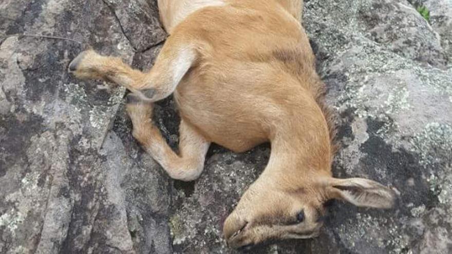 Descubiertas tres cabras muertas a tiros en Agaete