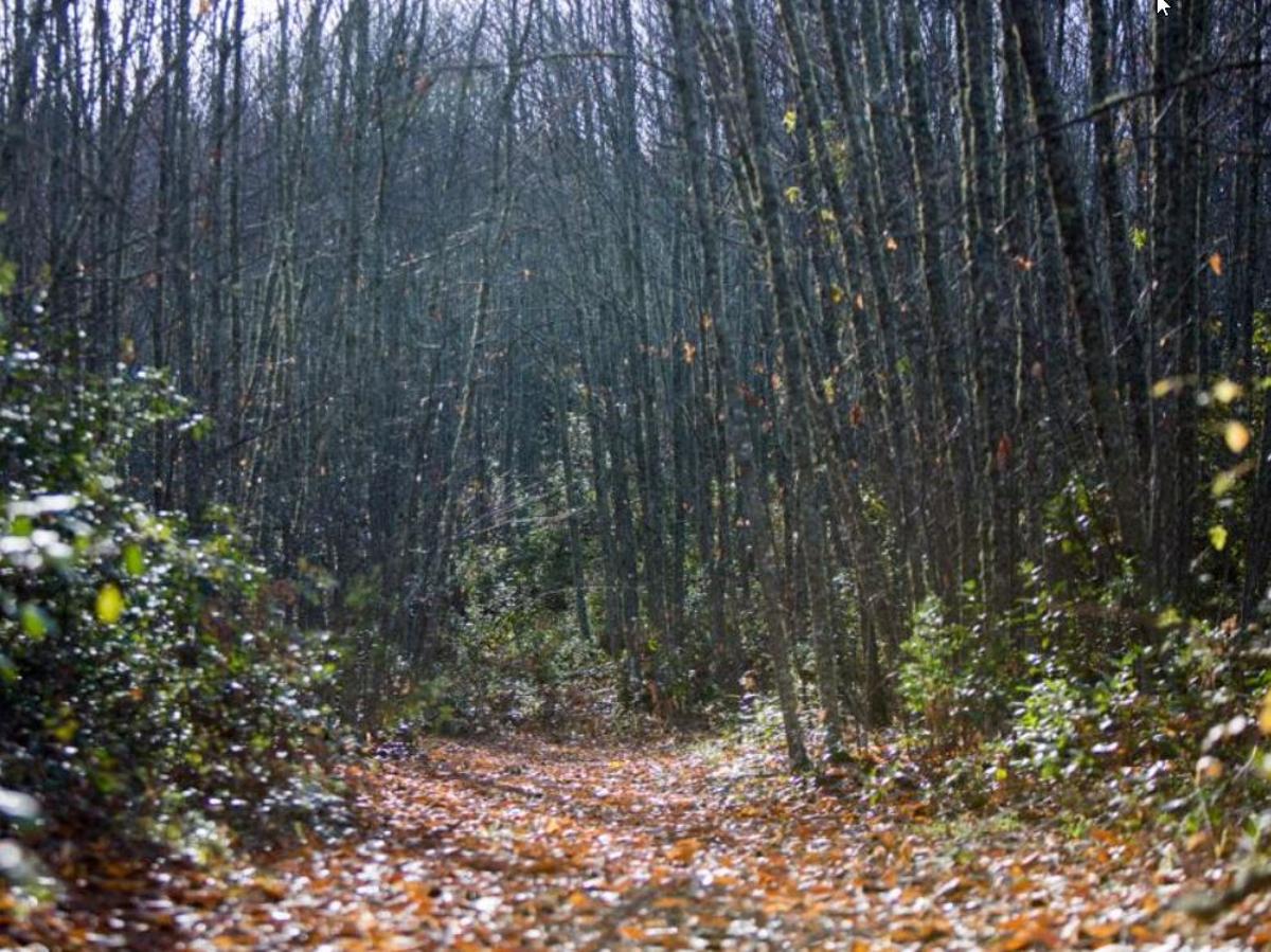 Ruta por los Castañares de Constantina, en Sevilla