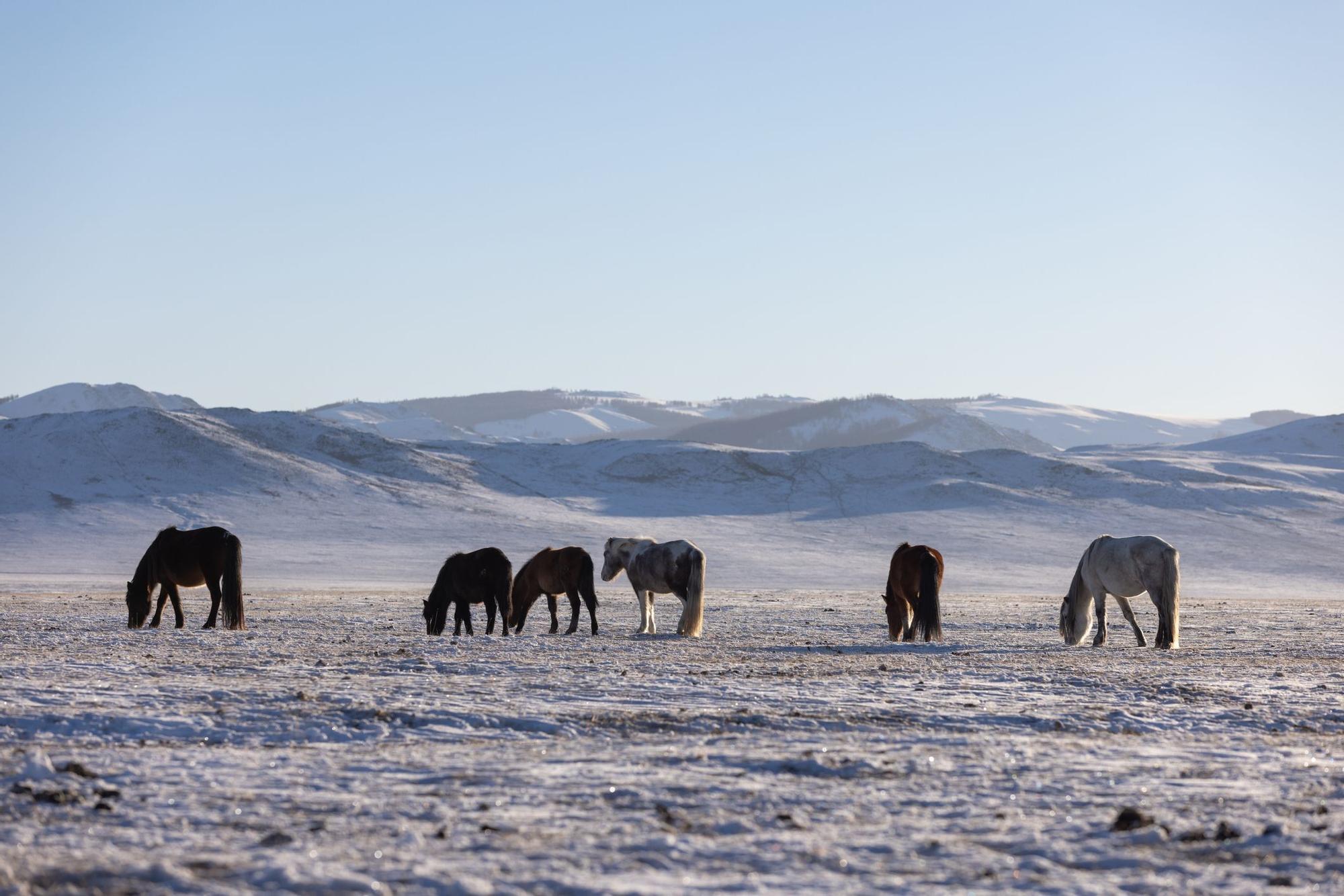 ¿Caballos salvajes en Mongolia o en la película Dune?