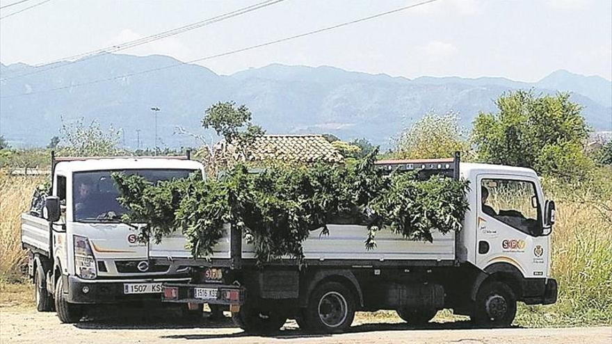 Volverán a operar a la policía herida al triturar marihuana