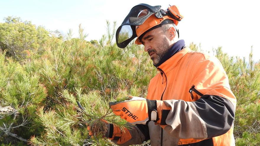 El plan contra la procesionaria del pino inicia su cuarta temporada en Formentera