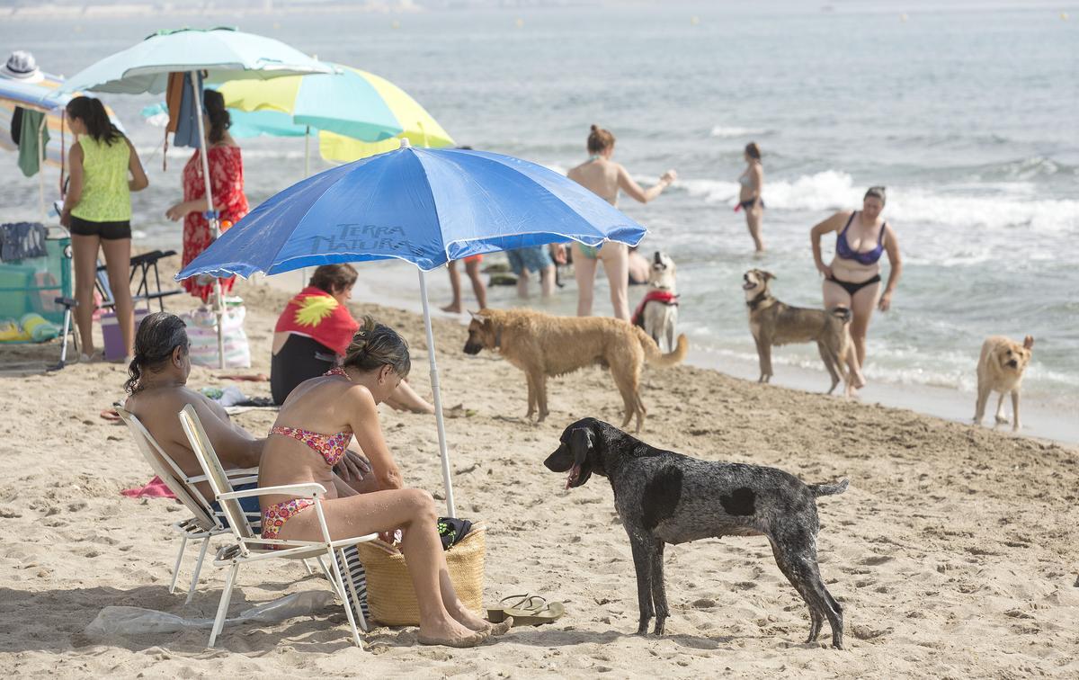 Bañistas con sus perros en la playa de Agua Amarga en una imagen de archivo
