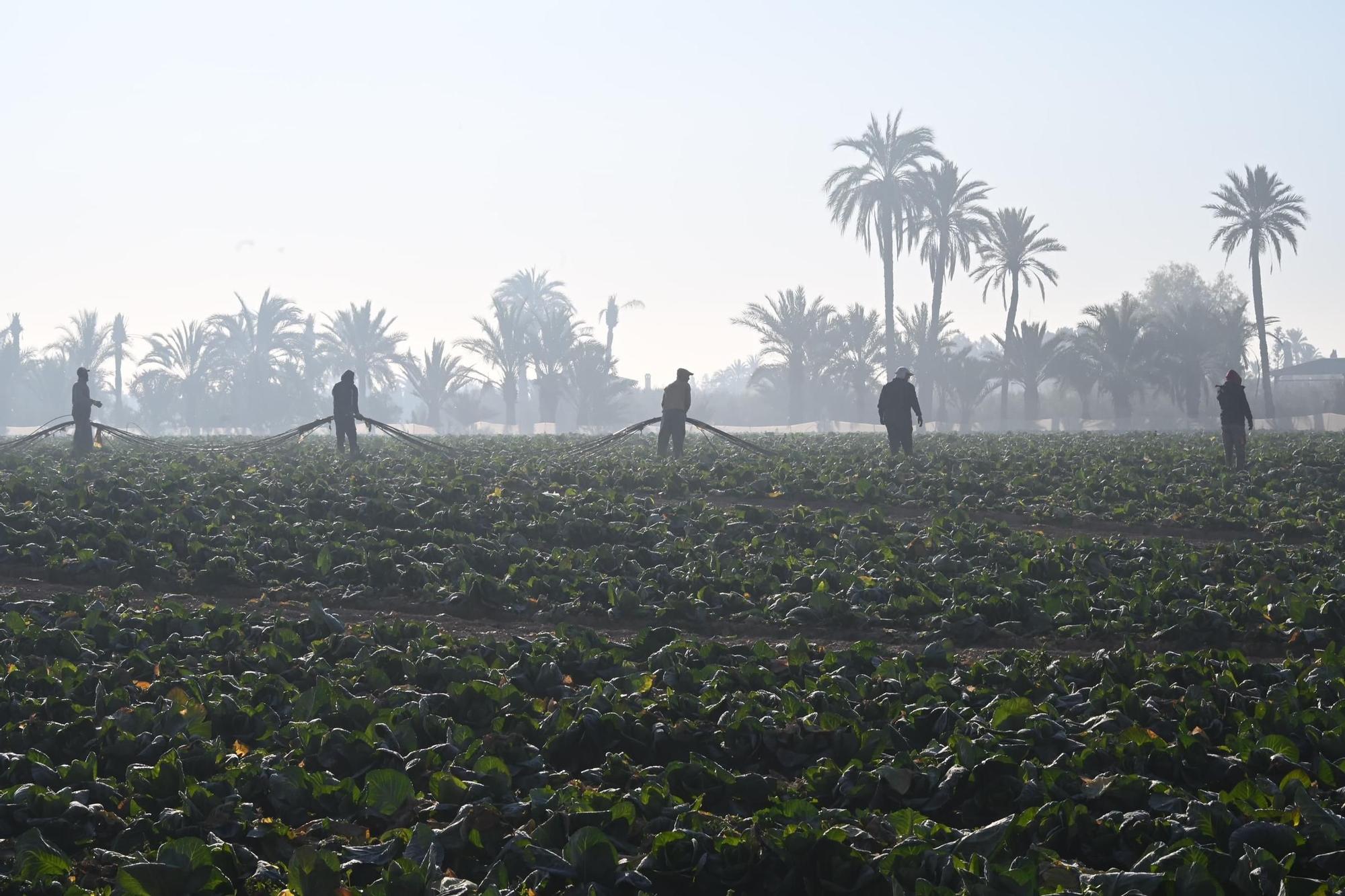 Así han amanecido muchos cultivos de la Vega Baja y el Camp d'Elx: bajo la escarcha