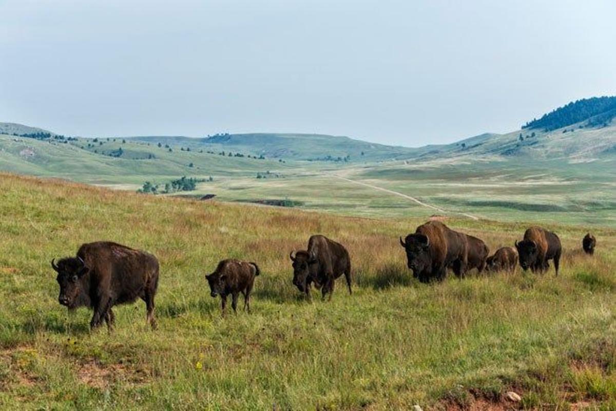 El parque nacional de Wind Cave está en Dakota del Sur