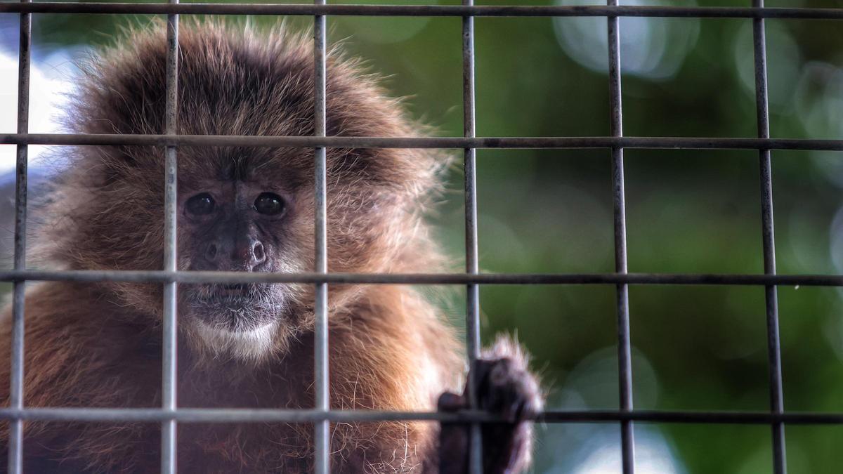 Centro de Recuperación de Fauna Exótica de la Fundación Neotrópico