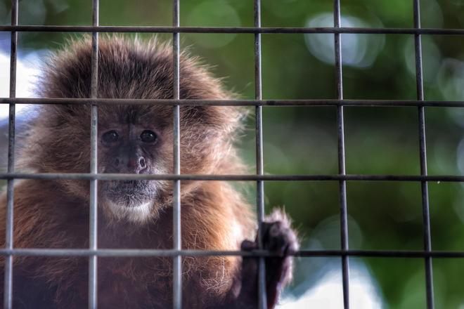 Centro de Recuperación de Fauna Exótica de la Fundación Neotrópico