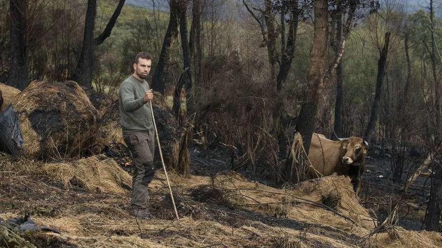 Miguel Gómez con una de sus vacas vianesas sobre el terreno quemado de su explotación. // Brais Lorenzo