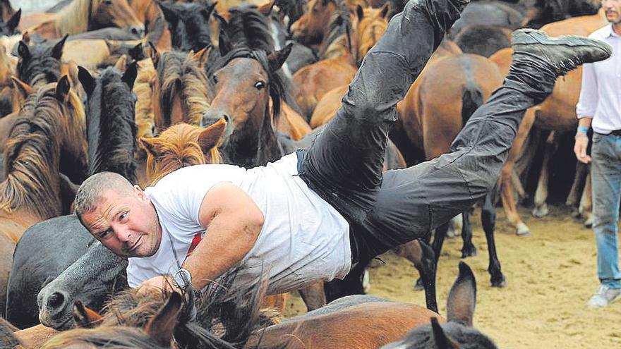 Un hombre se lanza sobre uno de los animales.