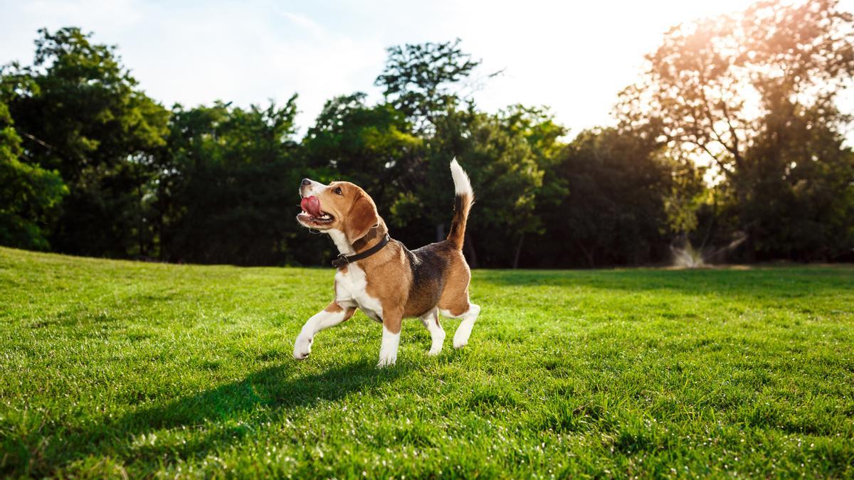 Beagle: una de las razas de perros de caza más populares en España como mascotas