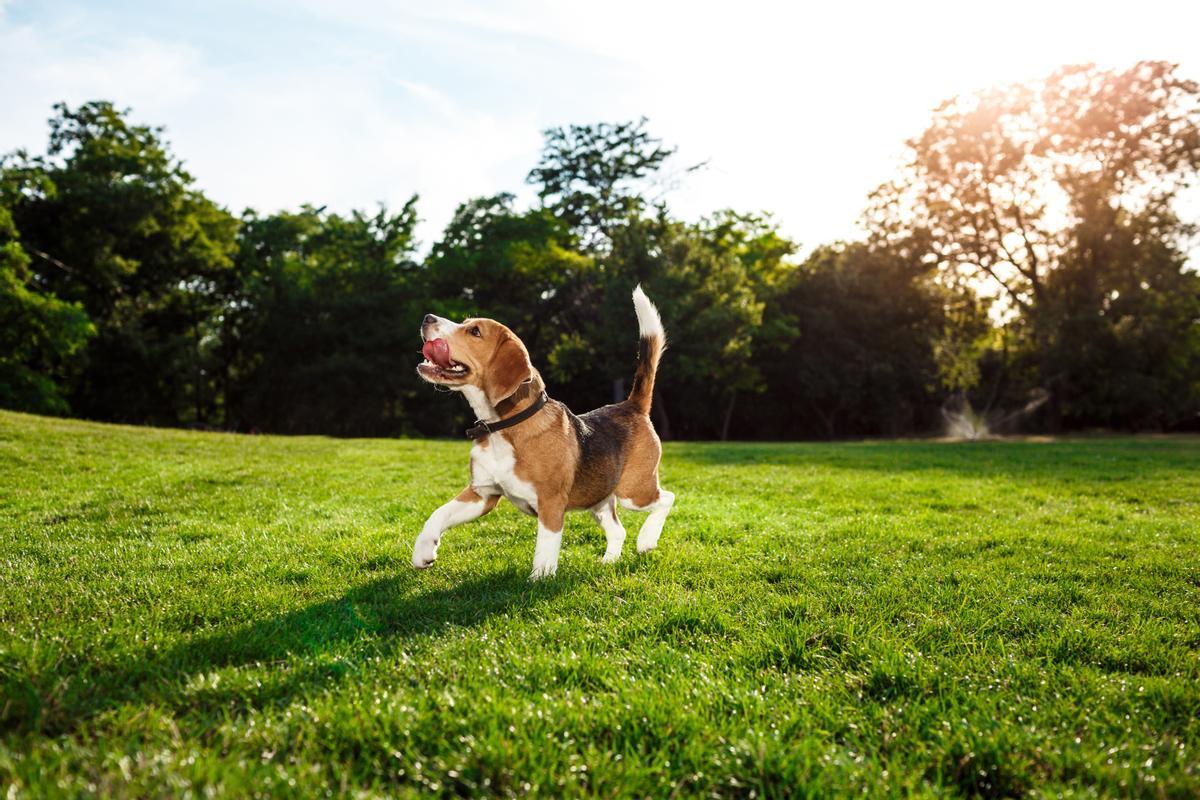 Beagle: una de las razas de perros de caza más populares en España como mascotas