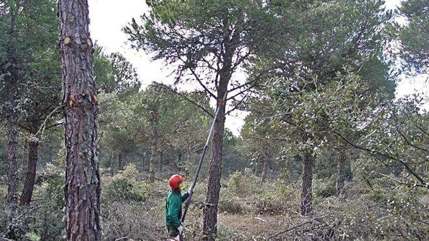 Un trabajador realiza labores de boda en un pinar de la Tierra de Campos zamorana.