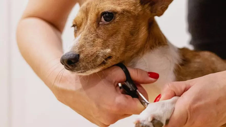 La manicura de mi perra es un caos