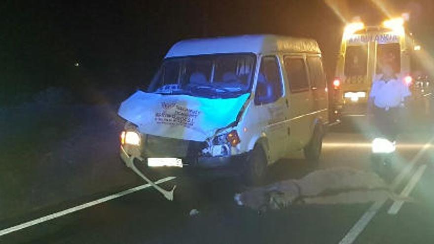 Burra atropellada por una furgoneta en Tuineje.