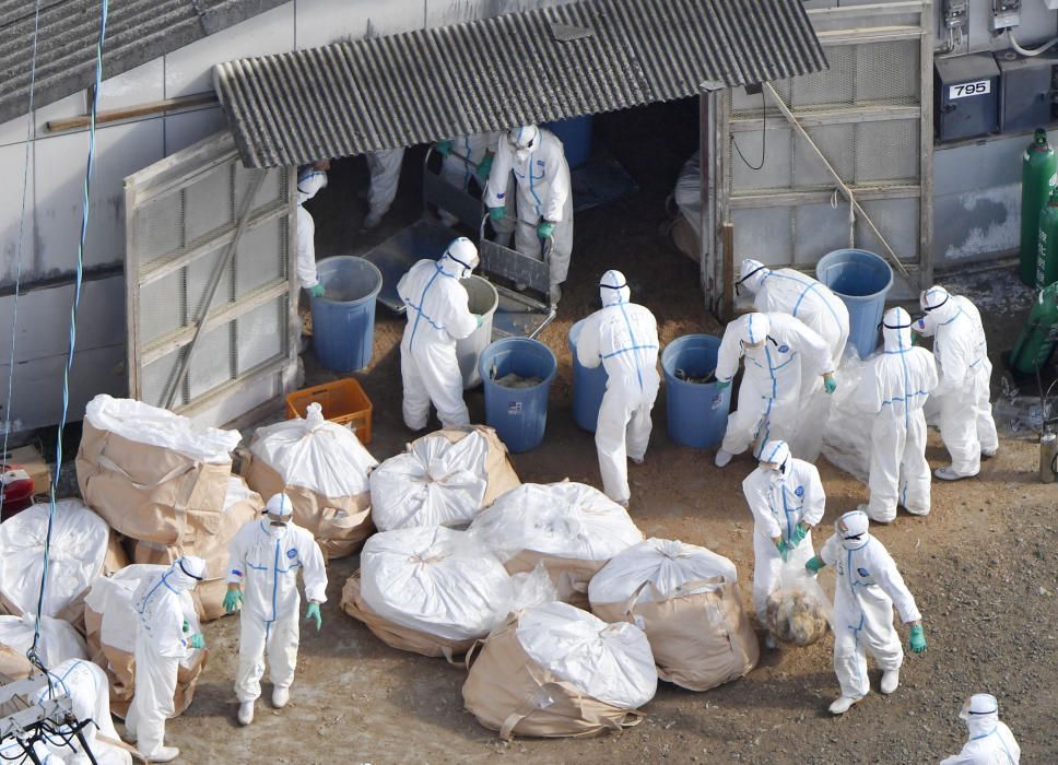 Trabajadores de una granja de aves de corral de Kawaminami (Japón) se deshacen de los pollos tras una infección virulenta.