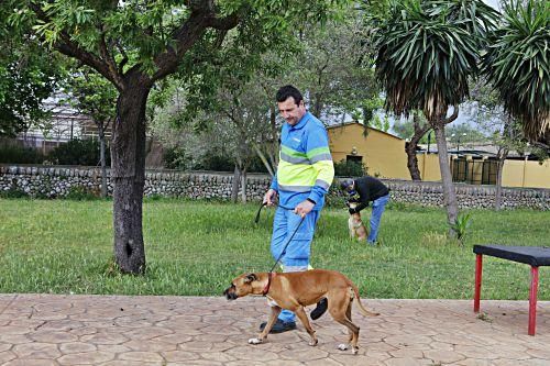 In Son Reus kommen derzeit kaum Hunde oder Katzen an. Knapp die Hälfte der Zwinger steht leer.