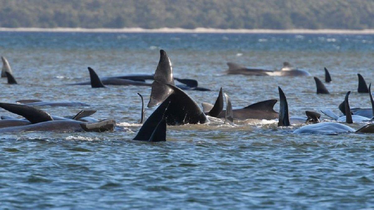 Más de 450 balledas quedan varadas en las aguas de Tasmania