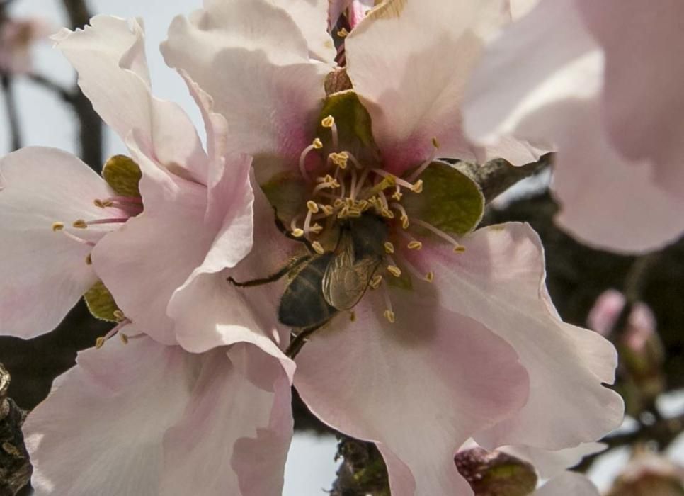 Los almendros comienzan la floración en Elche