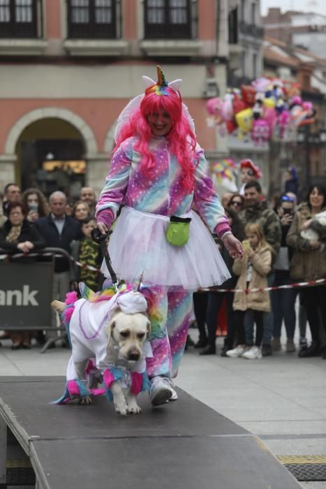 Mascotas disfrazas en Avilés