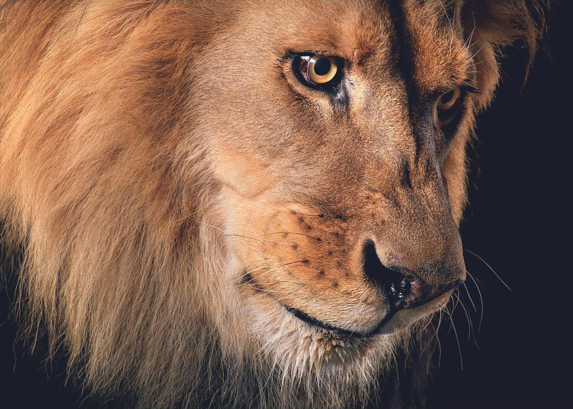Fotografía de un león que integra la exposición "Emociones en peligro".