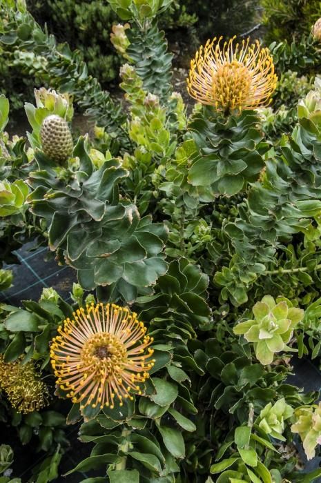 Visita a una plantacion de proteas een la Granja Agrícola del Cabildo. FOTOS: JC CASTRO