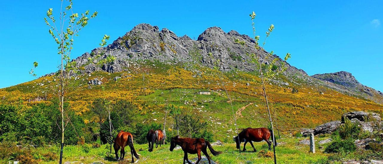 El Monte Galiñeiro, rodeado de arbolado y ganado salvaje.