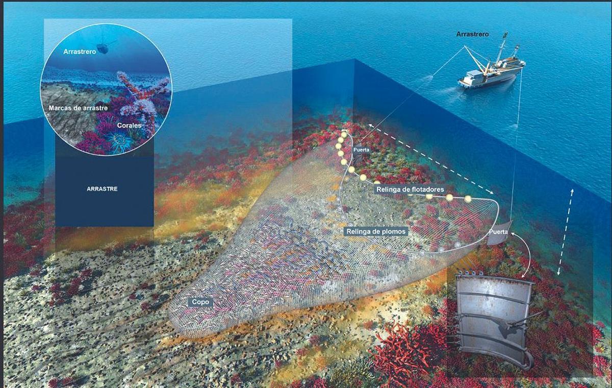 Redes de pesca: cuál es su impacto ambiental