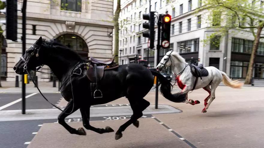 Vídeo | Diversos cavalls militars sembren el caos al centre de Londres i fereixen a cinc persones