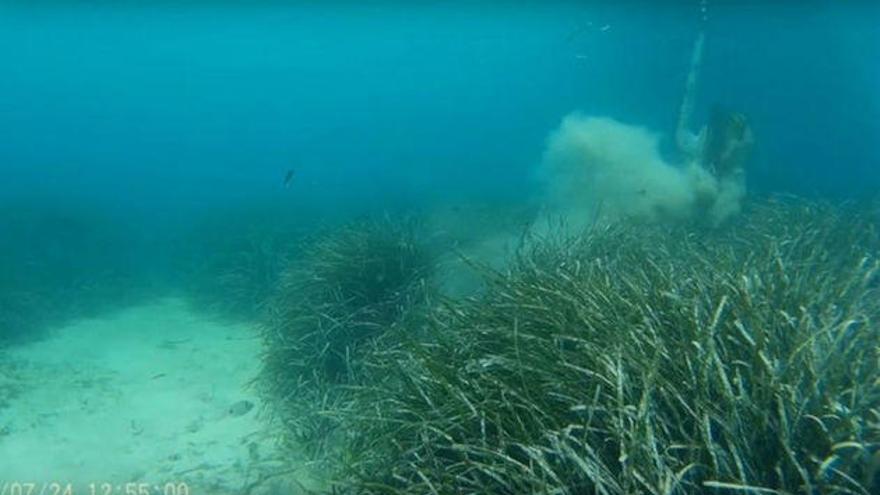 Medio Ambiente mueve 4.400 barcas fondeadas en posidonia este verano