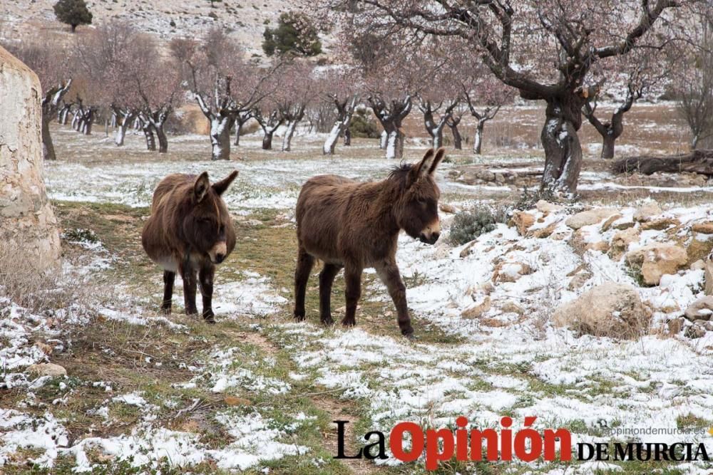 Nieve en el Noroeste