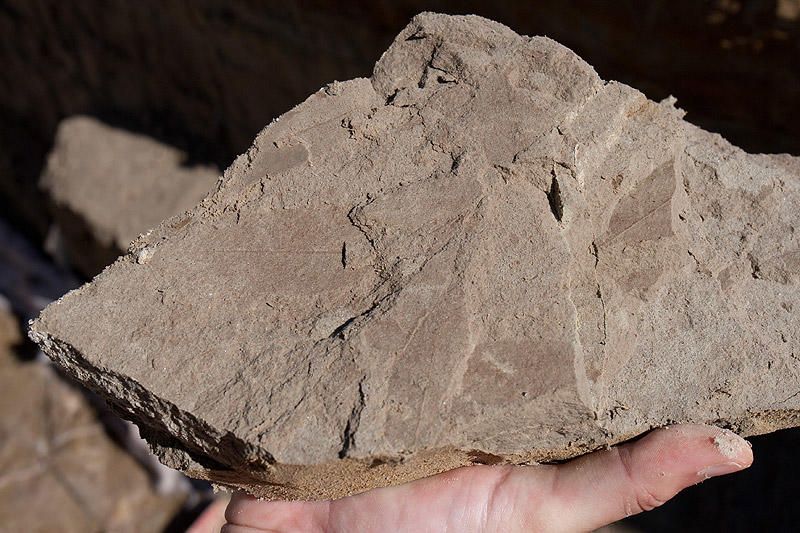 Els arqueòlegs troben un esquelet de tortuga i empremtes de fulles al Camp dels Ninots