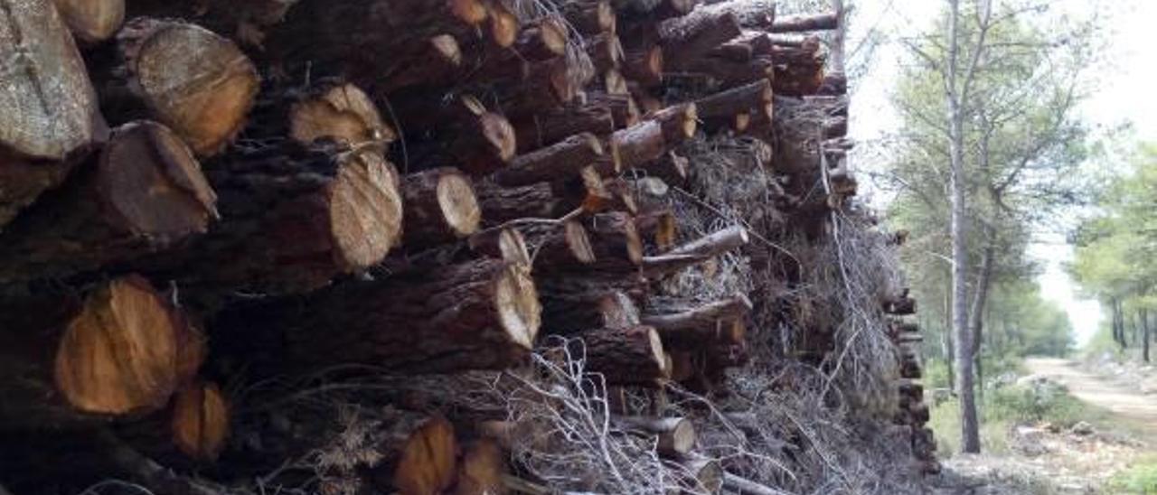 La conselleria ve excesivas las talas en Enguera e investiga si la UTE ha incumplido los pliegos
