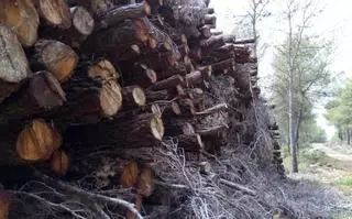 La conselleria ve excesivas las talas en Enguera e investiga si la UTE ha incumplido los pliegos