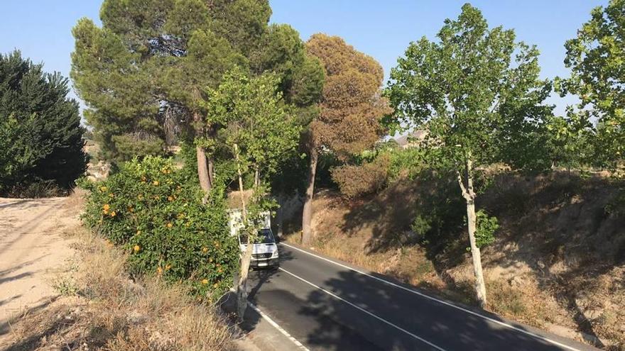 Denuncian el mal estado de un árbol en una vía de Mula